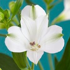 Alstroemeria Aramintha 60 A1 GOLDEN TULIP FARMS LIMITED KE купить оптом на M-Flowers