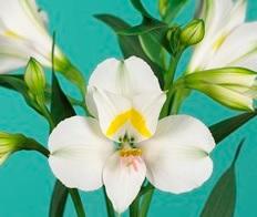 Alstroemeria Ice Cream white 60 A1 GOLDEN TULIP FARMS LTD Kenya buy wholesale on M-Flowers