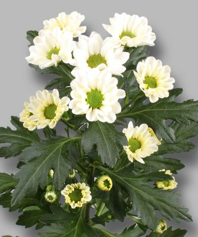 Chr San Rossi White white 55 A1 Zentoo Netherlands buy wholesale on M-Flowers