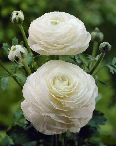 Ranunculus White white 40 A1 Granada Colombia buy wholesale on M-Flowers