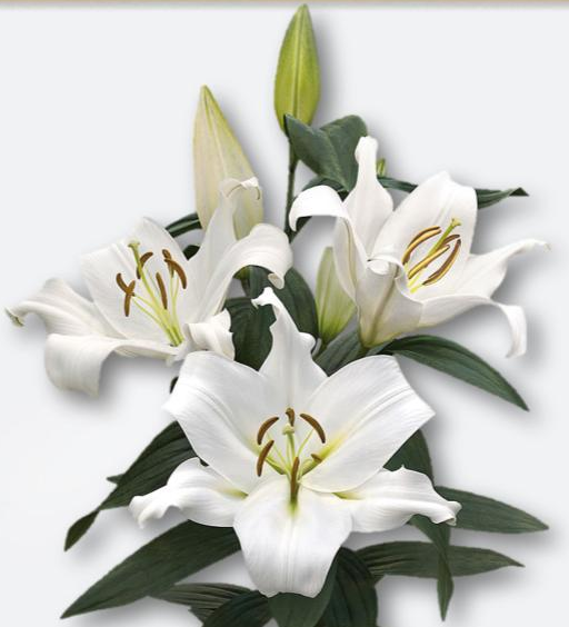 Lilium Or White Zambesi 2+ 80 A1 GOLDEN TULIP FARMS LIMITED KE buy wholesale on M-Flowers