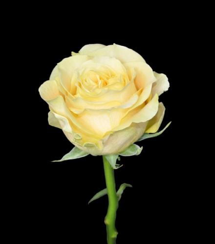 Rose Turtle yellow 40 A1 Rose Turtle 40 A1 FLORES VERDES EC buy wholesale on M-Flowers