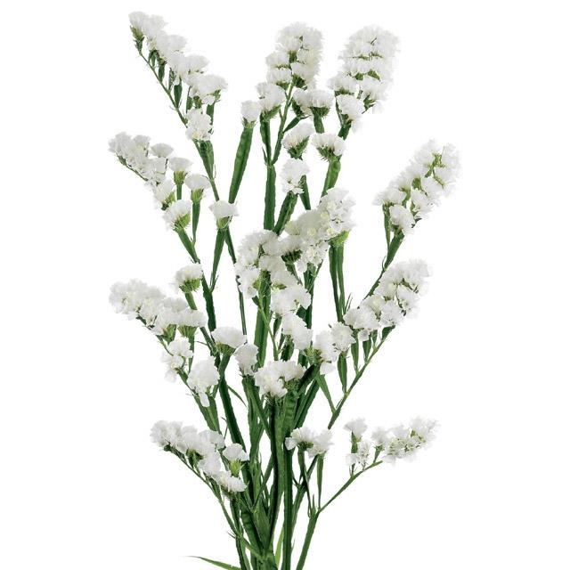 Statice White white 60 A1 Endless Ecuador buy wholesale on M-Flowers