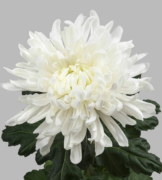 Chr G Antonov white 70 A1 Vannova Netherlands buy wholesale on M-Flowers