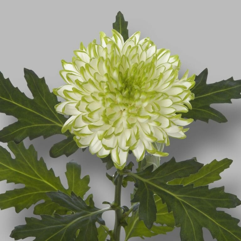 Chr G Zembla Lime green 70 A1 Zentoo Netherlands buy wholesale on M-Flowers