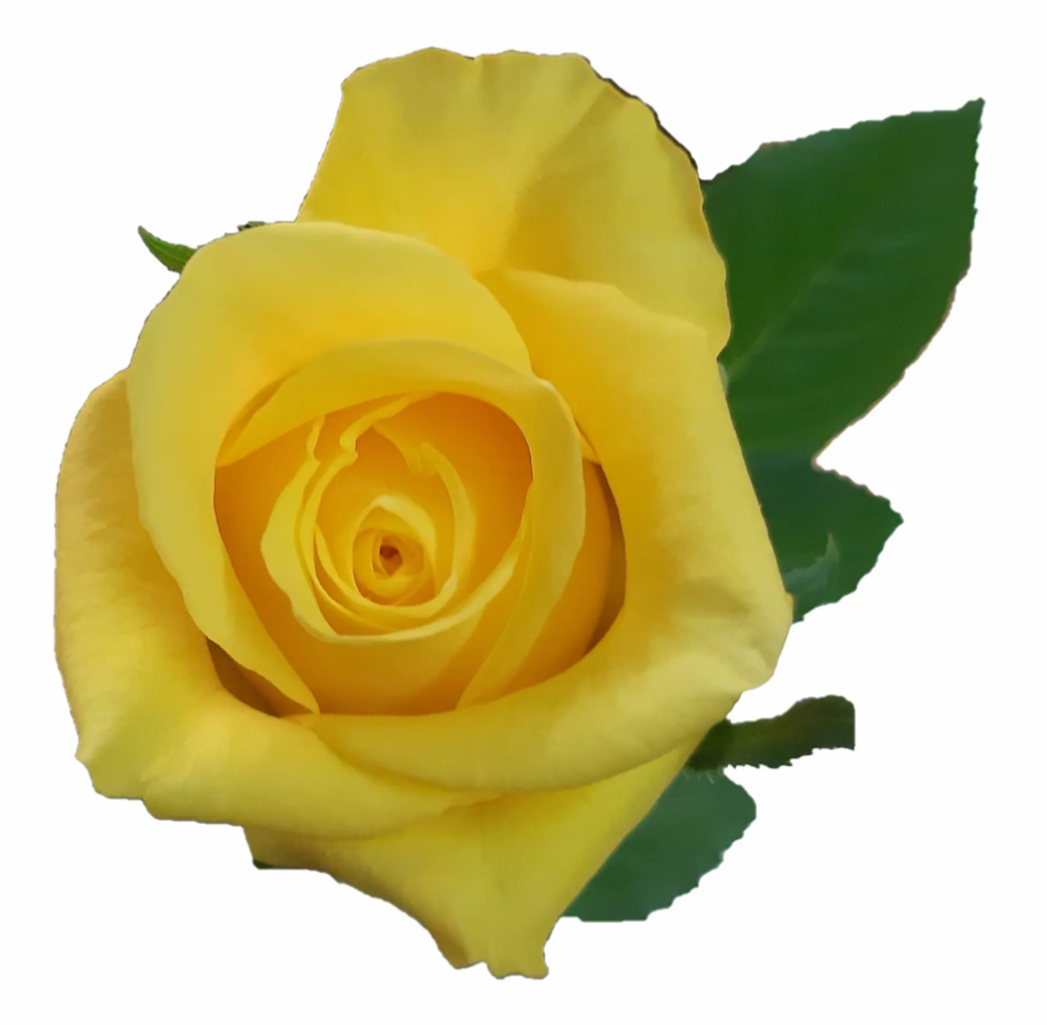 Rose Moonwalk yellow 40 A1 Karen Roses Kenya buy wholesale on M-Flowers