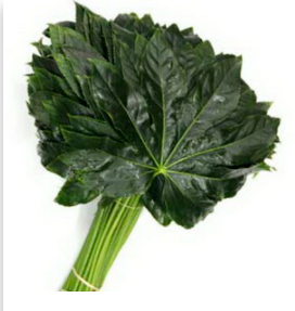 Groen Aralia Medium Vacuum green 40 A1 Groen Aralia Medium Vacuum 40 A1 Best Greens NL comprar al por mayor en M-Flowers