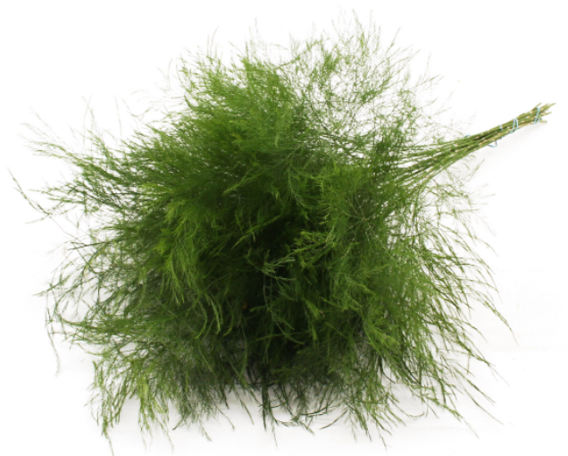 Groen Treefern 60 A1 Best Greens NL buy wholesale on M-Flowers