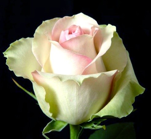 Rose Labelle cream 40 A1 Rose Labelle 40 A1 HERITAGE FLOWERS LTD KE buy wholesale on M-Flowers