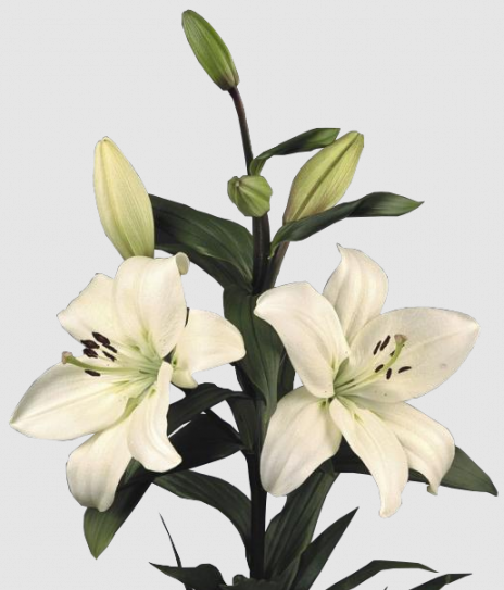 Lilium La Litouwen 3+ white 80 A1 GOLDEN TULIP FARMS LTD Kenya buy wholesale on M-Flowers