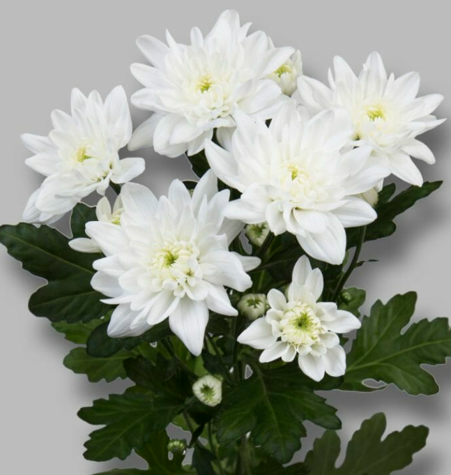 Chr t Pina Colada 70 A1 Vannova NL buy wholesale on M-Flowers