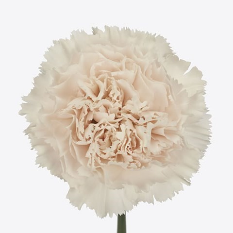 Carnation Brut 60 A1 NFC CO buy wholesale on M-Flowers