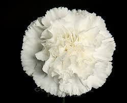 Carnation Moon Aqua multicolor 70 A1 Carnation Moon Aqua 70 A1 Florigene CO buy wholesale on M-Flowers