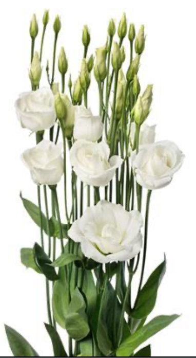 Eustoma Rosita White white 72 A1 Lugt Netherlands купить оптом на M-Flowers