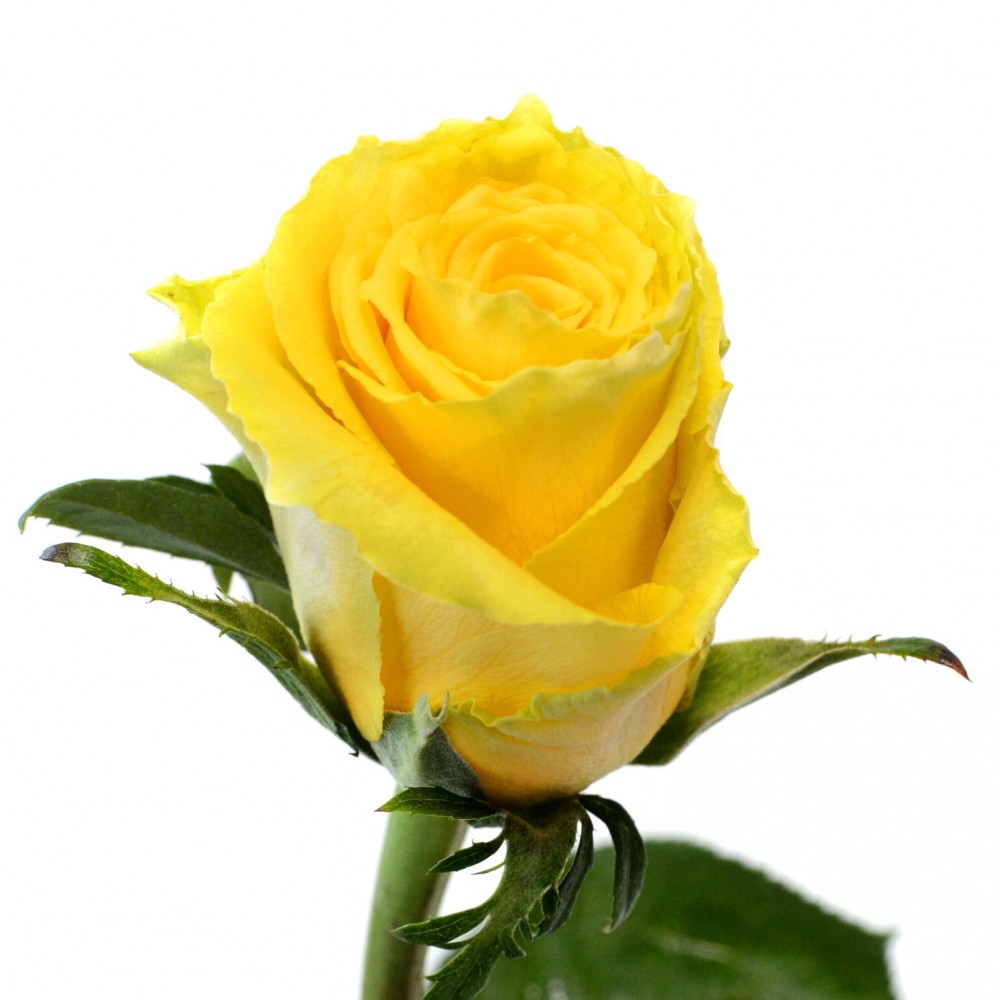 Rose Good Times yellow 40 A1 Sian Roses Kenya buy wholesale on M-Flowers