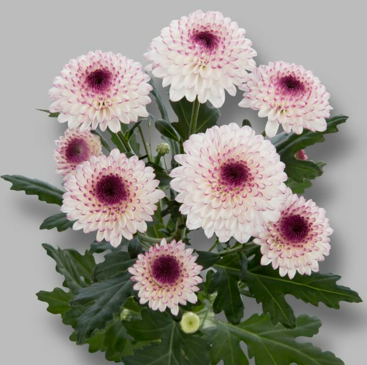 Chr t Abbey pink 70 A1 Chr t Abbey 70 A1 Zentoo NL купить оптом на M-Flowers
