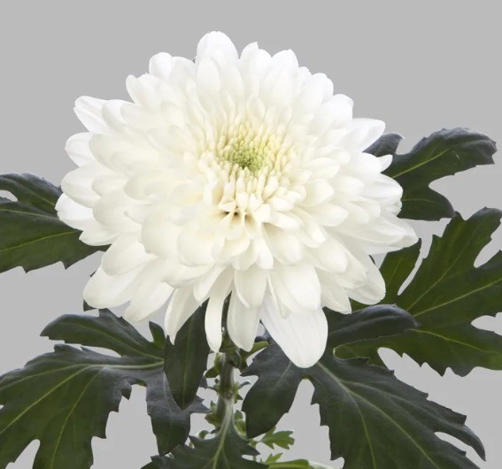Chr G Zembla White 70 A1 QUALIFERUS RU buy wholesale on M-Flowers