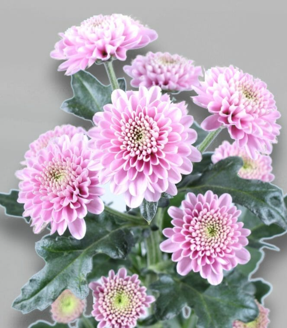 Chr San Ellison Pink pink 55 A1 Vannova Netherlands купить оптом на M-Flowers