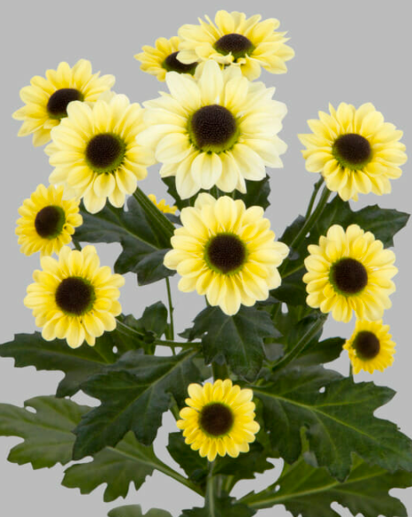 Chr San Yin Yang Cream 55 A1 Zentoo NL buy wholesale on M-Flowers