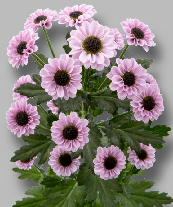 Chr San Yin Yang Pink 55 A1 Zentoo NL buy wholesale on M-Flowers