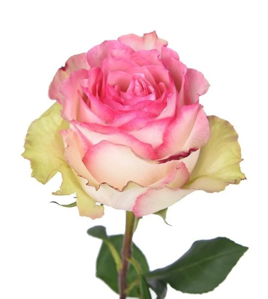 Rose Esperance light-pink 40 A1 GOLDEN TULIP FARMS LTD Kenya buy wholesale on M-Flowers