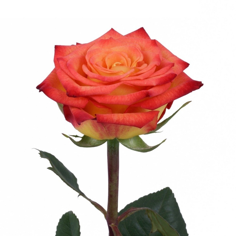 Rose Circus multicolor 50 A1 Rose Circus 50 A1 Much Flowers EC comprar al por mayor en M-Flowers