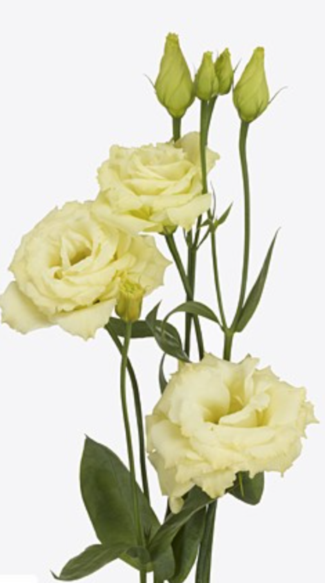 Eustoma Rosita Yellow yellow 72 A1 Lugt Netherlands купить оптом на M-Flowers