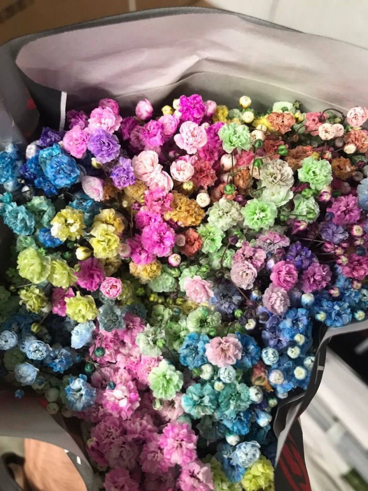 Gypsophila Absorbed Rainbow 30Gr multicolor 80 A1 Gypsophila Absorbed Rainbow 30Gr 80 A1 Much Flowers EC buy wholesale on M-Flowers