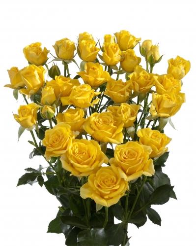 Spray roses Marisa 40 A1 FRESH EXCHANGE FZCO KE buy wholesale on M-Flowers