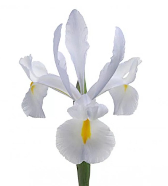 Iris White Magic 62 A1 Decorum NL купить оптом на M-Flowers