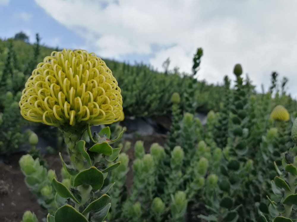 Leucospermum High Gold yellow 35 A1 Leucospermum High Gold 35 A1 SIAN ROSES KE buy wholesale on M-Flowers