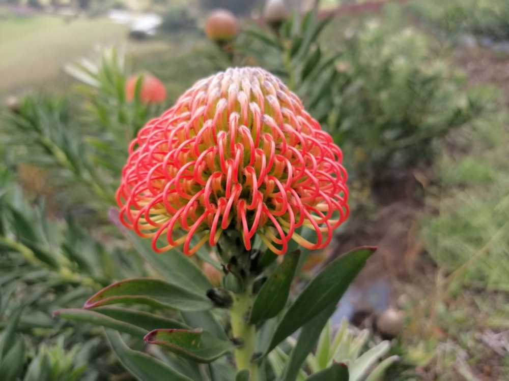 Leucospermum Succession red 35 A1 Leucospermum Succession 35 A1 SIAN ROSES KE buy wholesale on M-Flowers