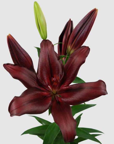 Lilium La Forza Red 2+ red 80 A1 GOLDEN TULIP FARMS LTD Kenya buy wholesale on M-Flowers