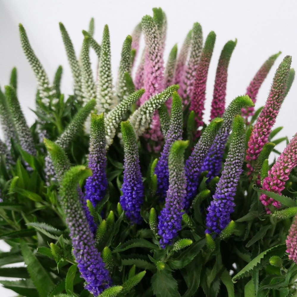 Veronica Mix 60 A1 QUALIFERUS RU buy wholesale on M-Flowers