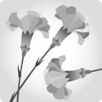 Carnation BI-COLOR MIX 70 A1 KM FLOWERS EC buy wholesale on M-Flowers