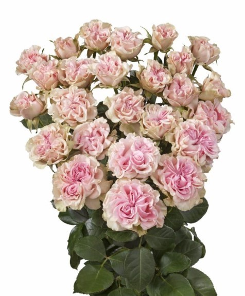 Spray roses Sweet Flow light-pink 40 A1 PANOCAL INTERNATIONAL LTD Kenya buy wholesale on M-Flowers