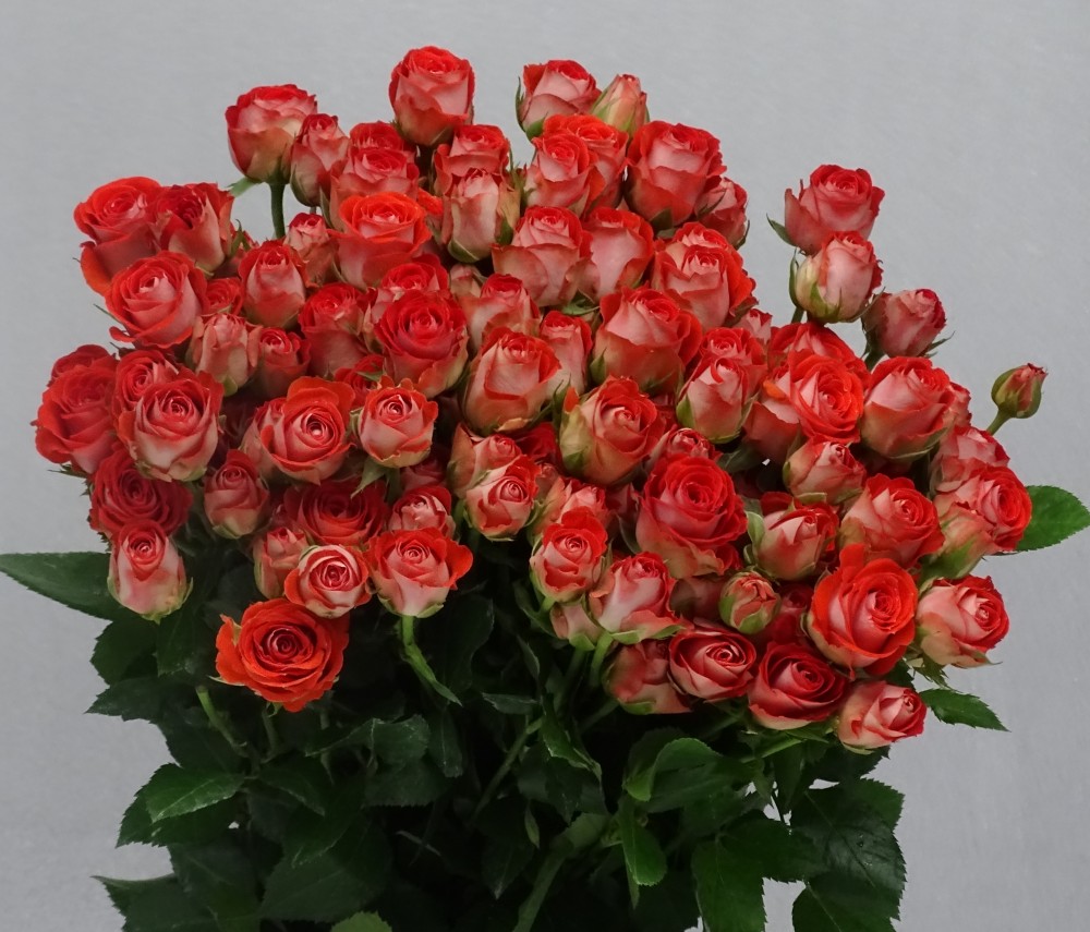 Spray roses Zadique orange 50 A1 Karen Roses Kenya buy wholesale on M-Flowers