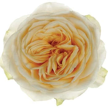 Garden Rose Butter Cup cream 50 A1 Sian Roses Kenya buy wholesale on M-Flowers