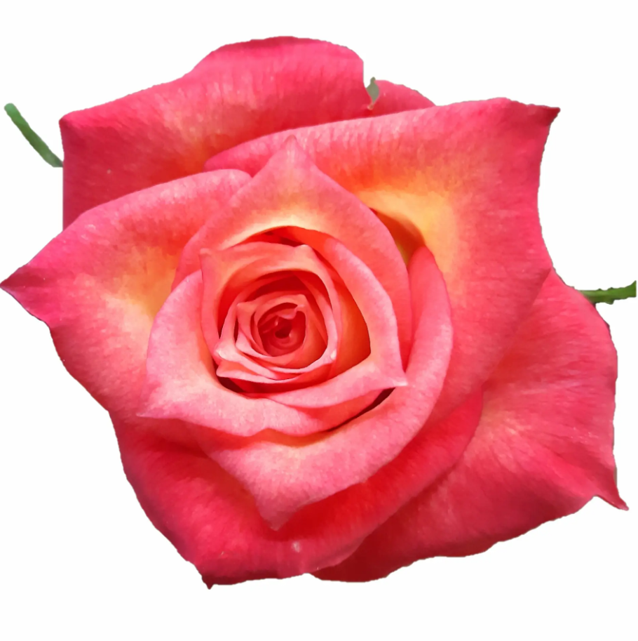 Rose Lampion 40 A1 HERITAGE FLOWERS LTD KE comprar al por mayor en M-Flowers