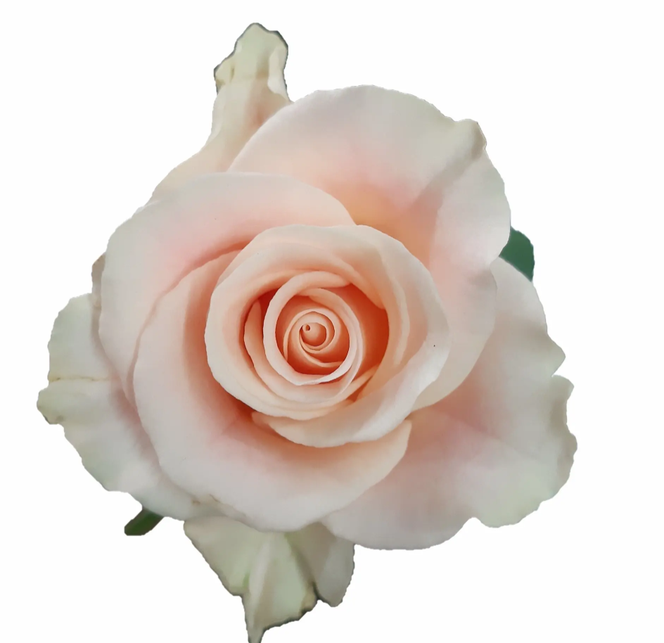 Rose Sweet Tacazzi cream 35 A1 PANOCAL INTERNATIONAL LTD Kenya buy wholesale on M-Flowers