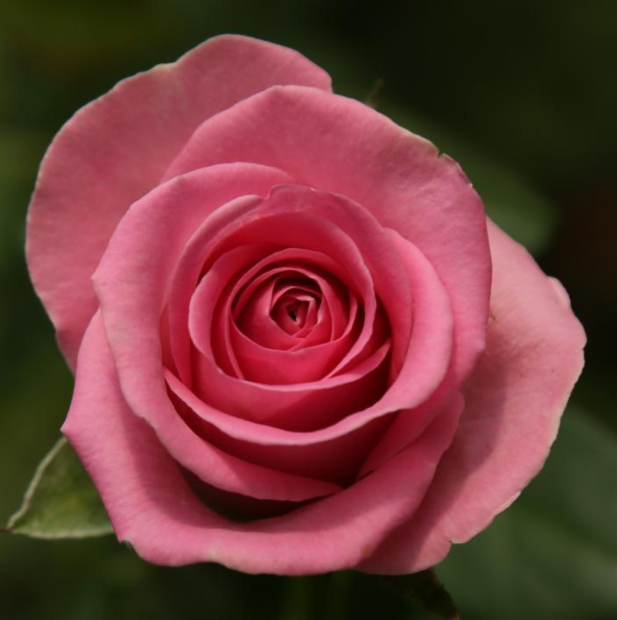 Rose Wham 40 A1 WINCHESTER FARM LTD (Mzurie) KE buy wholesale on M-Flowers