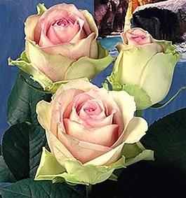 Rose Adventure multicolor 60 A1 Cantiza Ecuador comprar al por mayor en M-Flowers