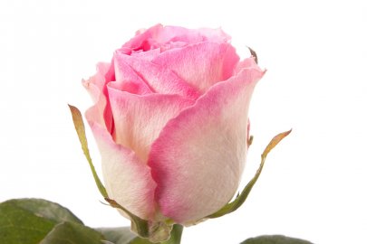 Rose Malibu multicolor 50 A1 Paramo Roses Ecuador comprar al por mayor en M-Flowers