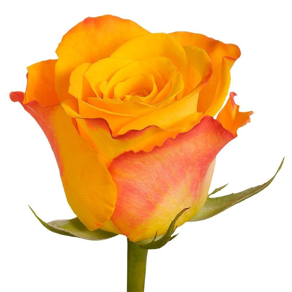 Rose Marie-Claire 40 A1 KAREN ROSES LTD KE comprar al por mayor en M-Flowers