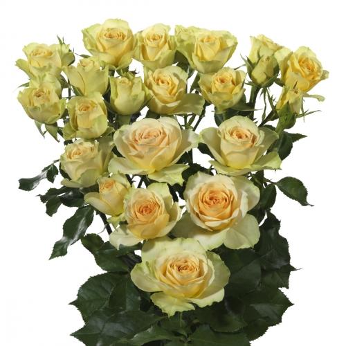 Spray roses Bandolero 50 A1 GOLDEN TULIP FARMS LIMITED KE buy wholesale on M-Flowers