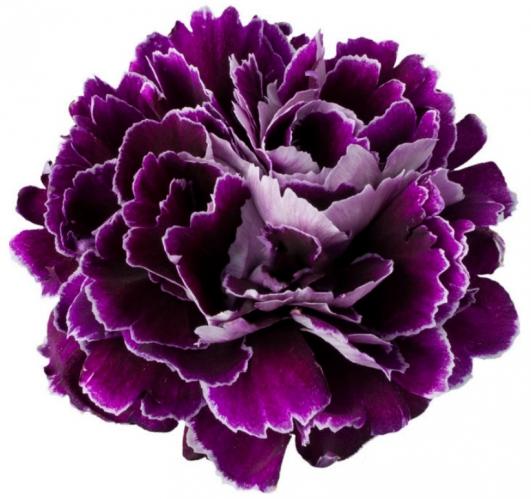 Carnation Minerva multicolor 60 A1 Carnation Minerva 60 A1 TURFLOR SAS CO купить оптом на M-Flowers