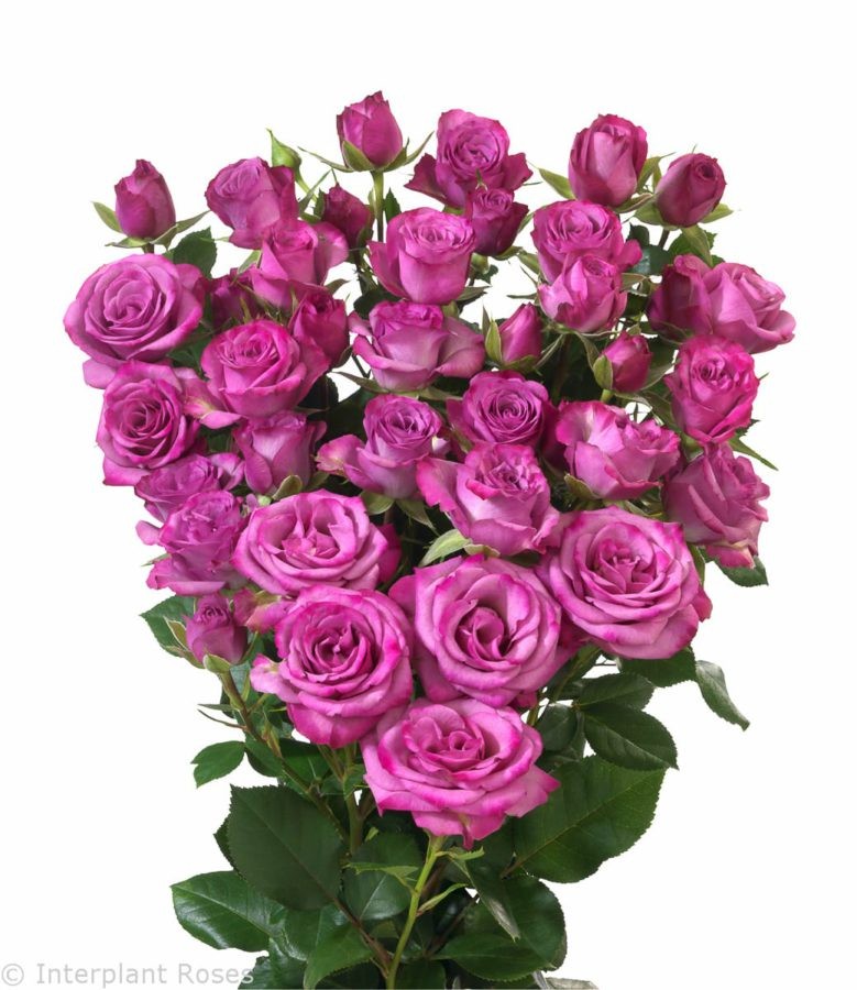 Spray roses Fiction 40 A1 SIAN ROSES KE buy wholesale on M-Flowers