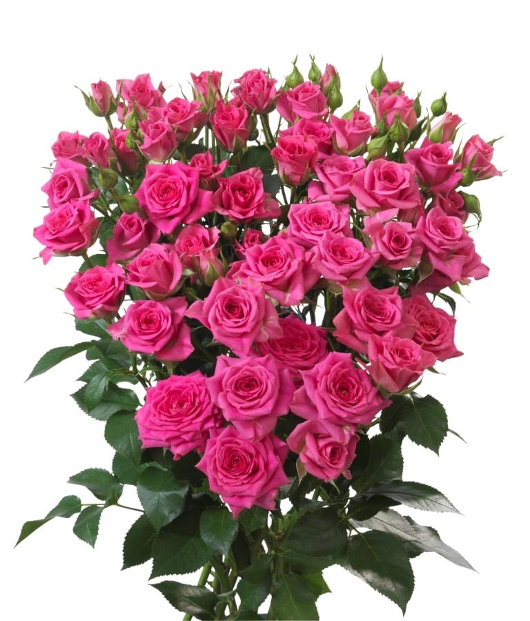 Spray roses Tessa dark-pink 50 A1 Karen Roses Kenya comprar al por mayor en M-Flowers