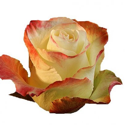 Rose Aubade multicolor 50 A1 Rose Aubade 50 A1 Eden Roses EC buy wholesale on M-Flowers