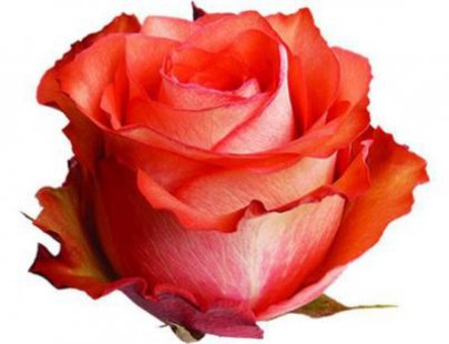 Rose Iguana 50 A1 AMANKAY FARMS EC купить оптом на M-Flowers